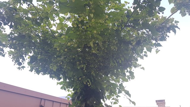 20210806_125647.jpg