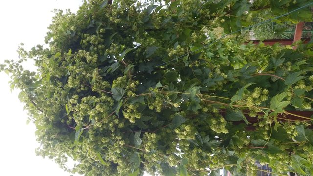 IMG-20210817-WA0005_compress21.jpg
