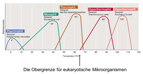 Wachstum eukaryotische MO.jpg