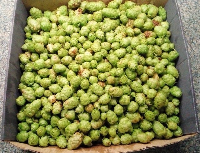 Hopfen Ernte Saphir_k.jpeg