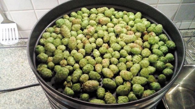 Hopfen Darre Saphir_k.jpeg
