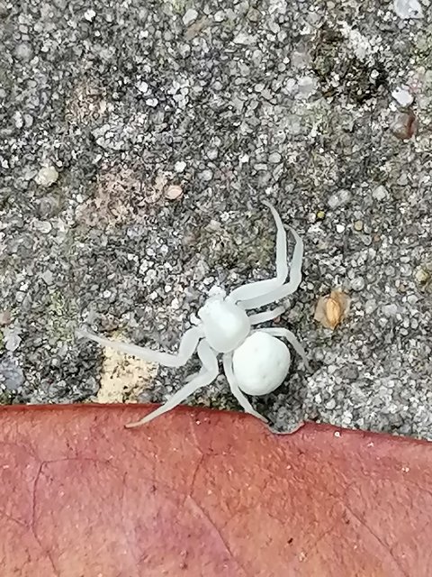 Albino Spider...