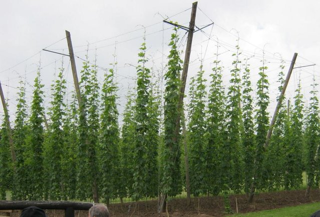K800_spalter hopfen.JPG