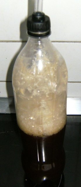 Hefe aus 6 Flaschen TAP7 in 0,5L Malzbier