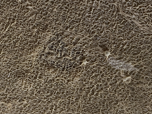 4165149E-C24B-46D4-B58D-40A4B2C3F688.jpeg