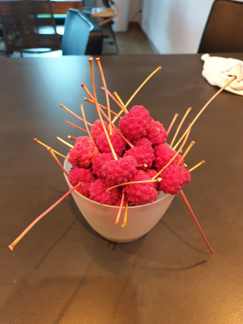 20211007_182728.jpg (297.16 KiB) 5906 mal betrachtet Ein kleiner Teil der Hartriegelfrüchte. Der Rest (2 kg) liegt in der Tiefkühlung.