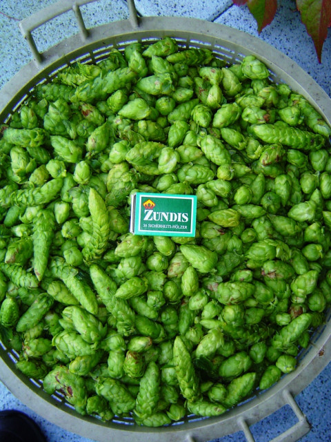 Hopfen 2007 009.jpg