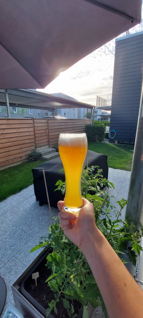 Das Endprodukt. Werde das nächste Weissbier mit der großen Kappe der Dosierhilfe karbonisieren und bei der Manometerflasche nicht den Zucker vergessen. Was habe ich unnötigerweise gebibbert, als der Druck einfach nicht steigen wollte... :Ahh