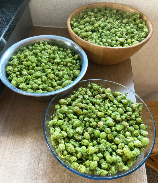 hopfen_2022_01.jpg