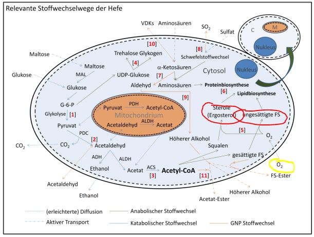 Hefestoffwechsel.JPG