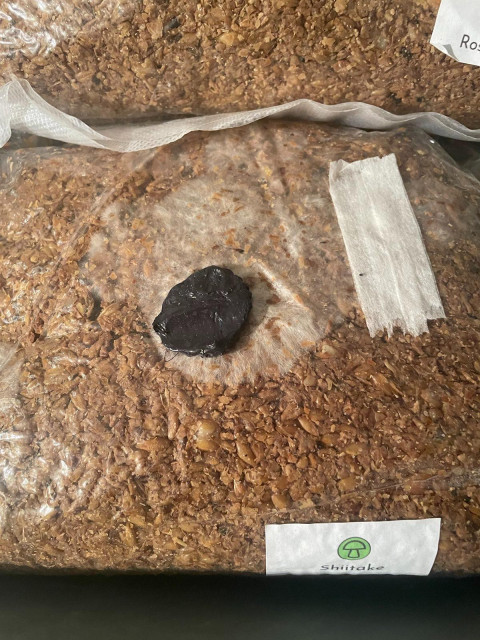 Impfport und Biofilter.jpg