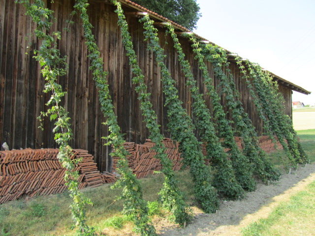 Hopfengarten