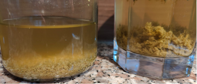 hopfentest.png (1.64 MiB) 4450 mal betrachtet links 50 Grad, rechts 15 Grad, nach zwei Tagen