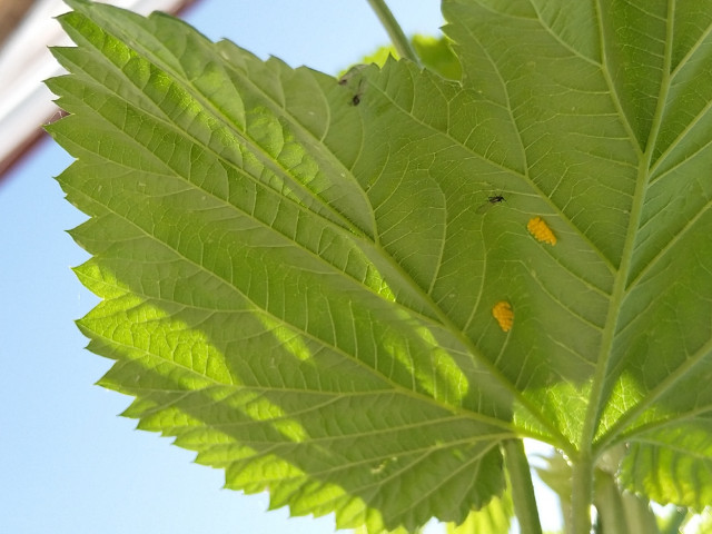 Marienkäfereier auf der Blattunterseite