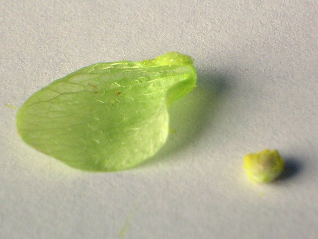 HopfenBlattKorn.jpg