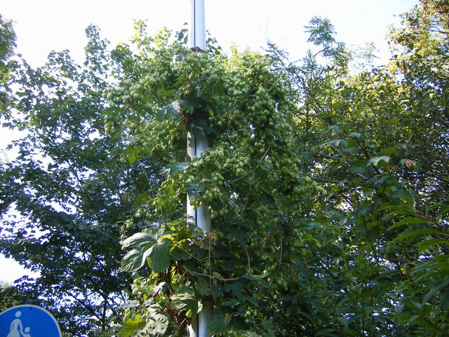 DSCF0049.JPG