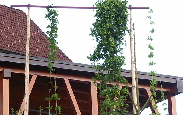Hopfen 2015.JPG