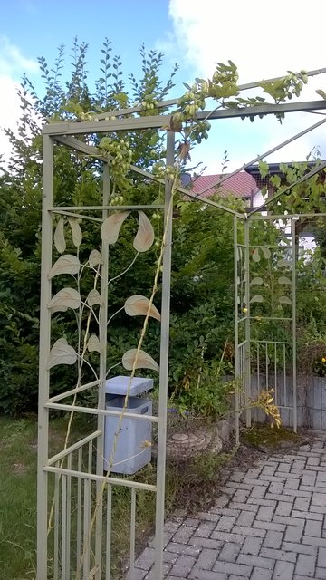 Hallertauer Aroma
