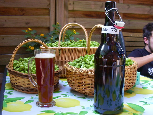 Hopfenernte2015.jpg