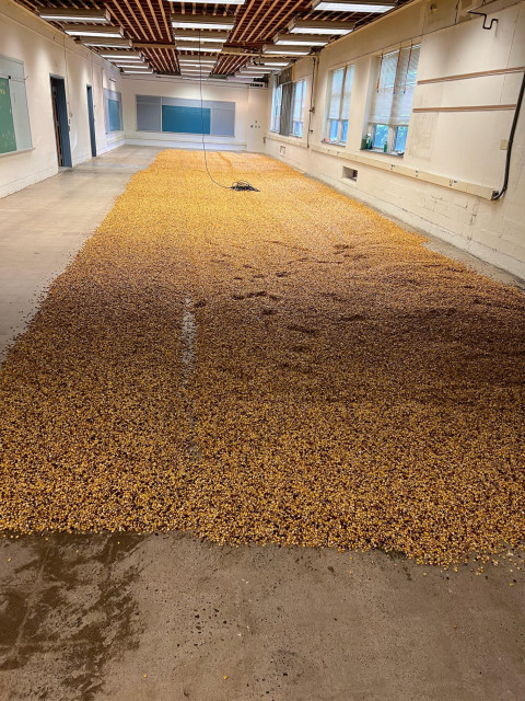 corn on the malting floor.jpg