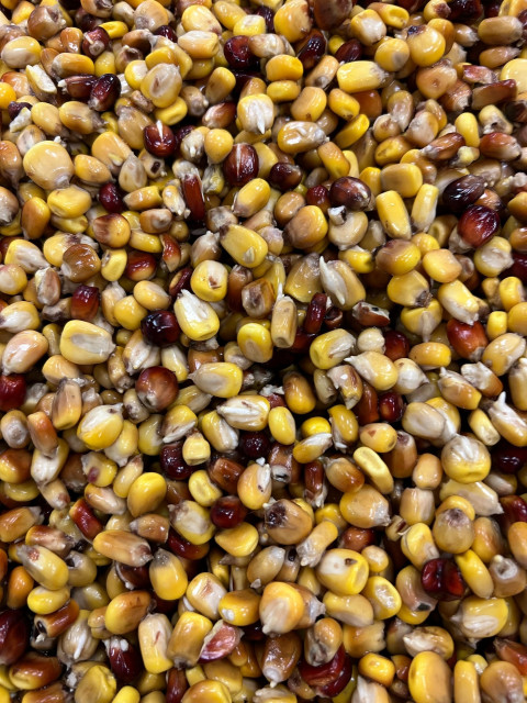 Close up germenated corn.jpg