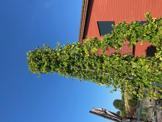 Hopfen.jpg