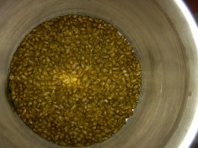 Cascade-Ale 2.JPG