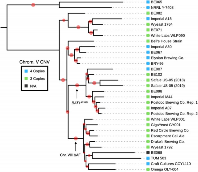 likelihood-phylogeny-american-strains.jpg