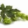 hopfen.jpg